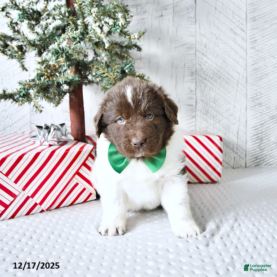 Newfoundland dogs for sale: Gunner  - Ad 11