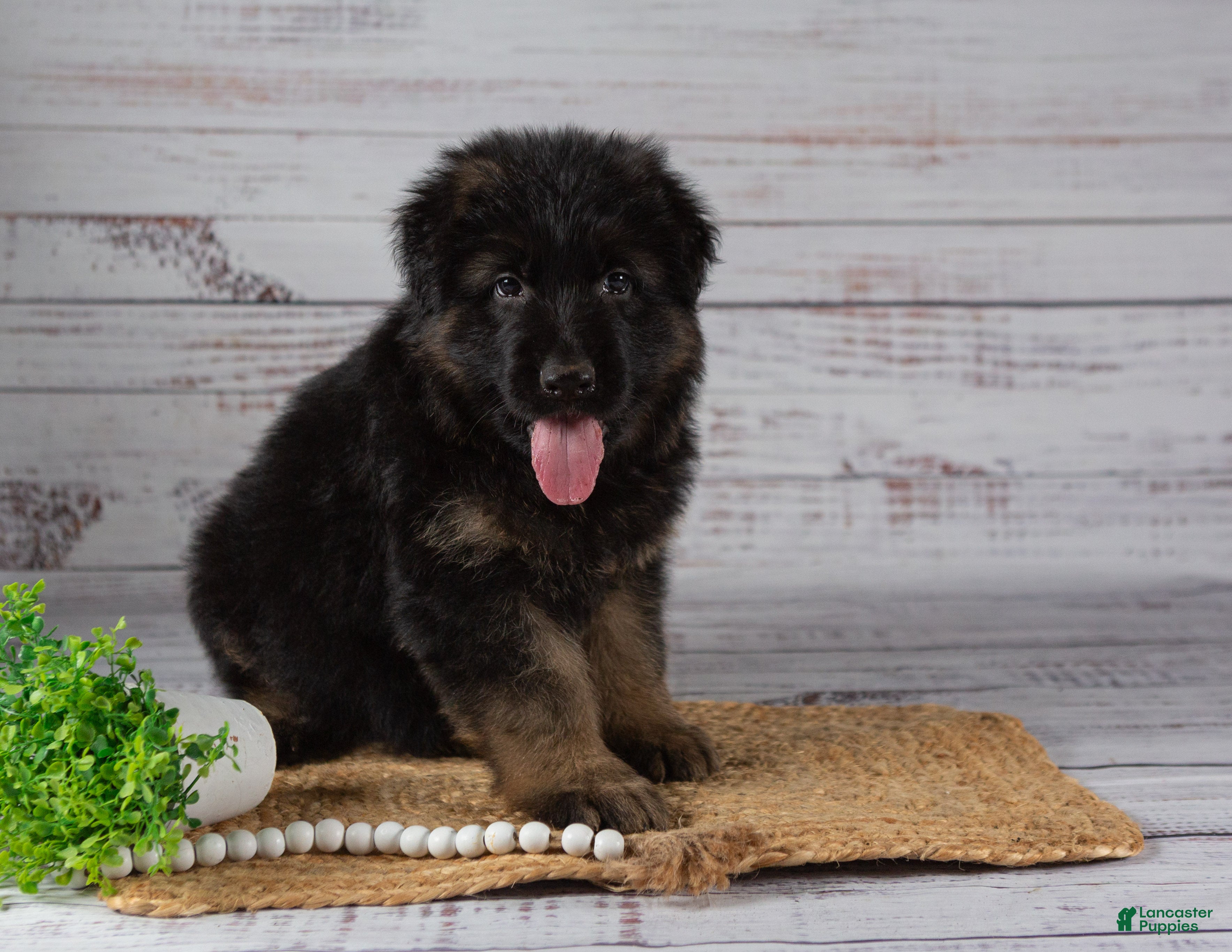 German Shepherd Puppies for sale in West Chester, Pennsylvania