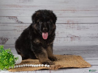 German Shepherd dogs - Ad 5