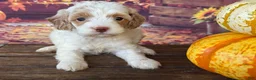 Cockapoo dogs for sale: Ruby - Ad 1