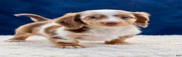 Miniature Dachshund dogs for sale: Miniature Dachshund 1 - Ad 4