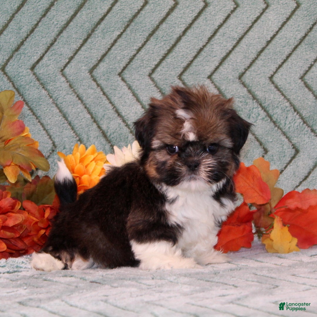 Shih Tzu dogs for sale: Tinsel - Ad 1