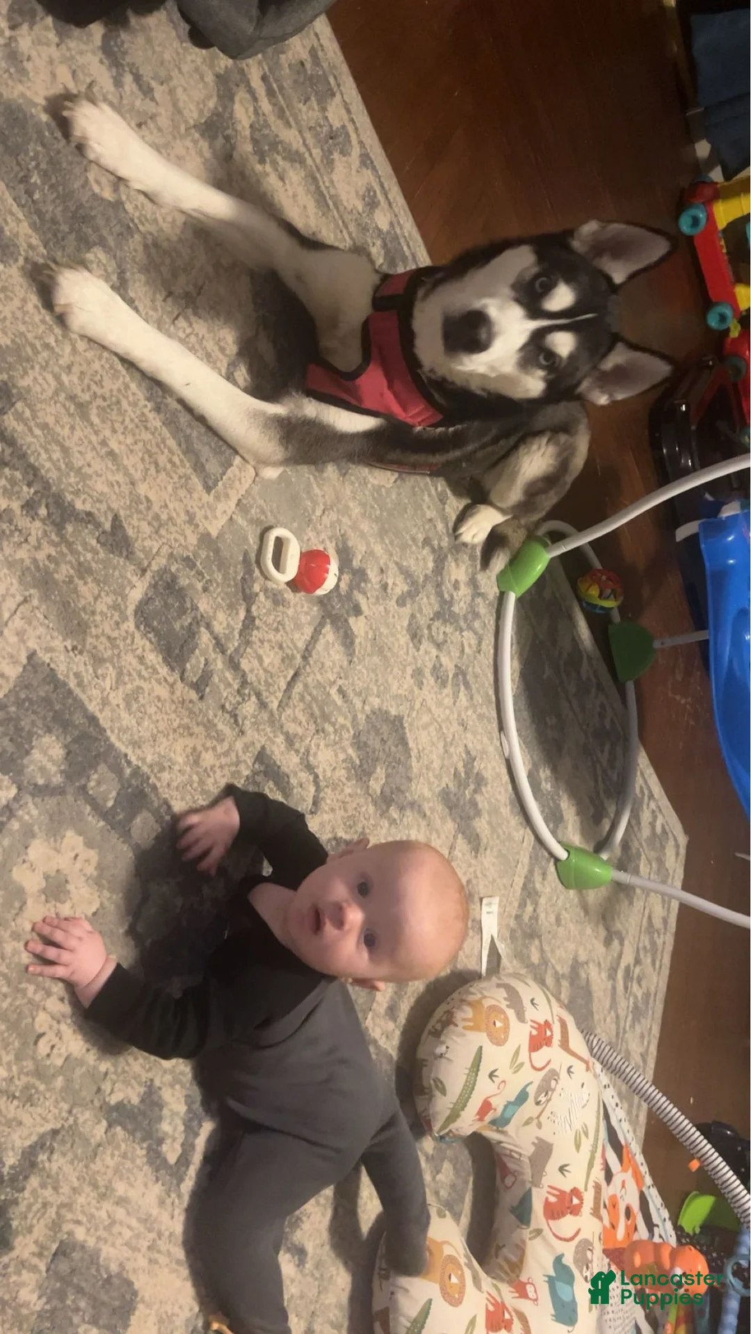 Siberian Husky dogs for sale: Siberian Husky Puppy 1 - Ad 5