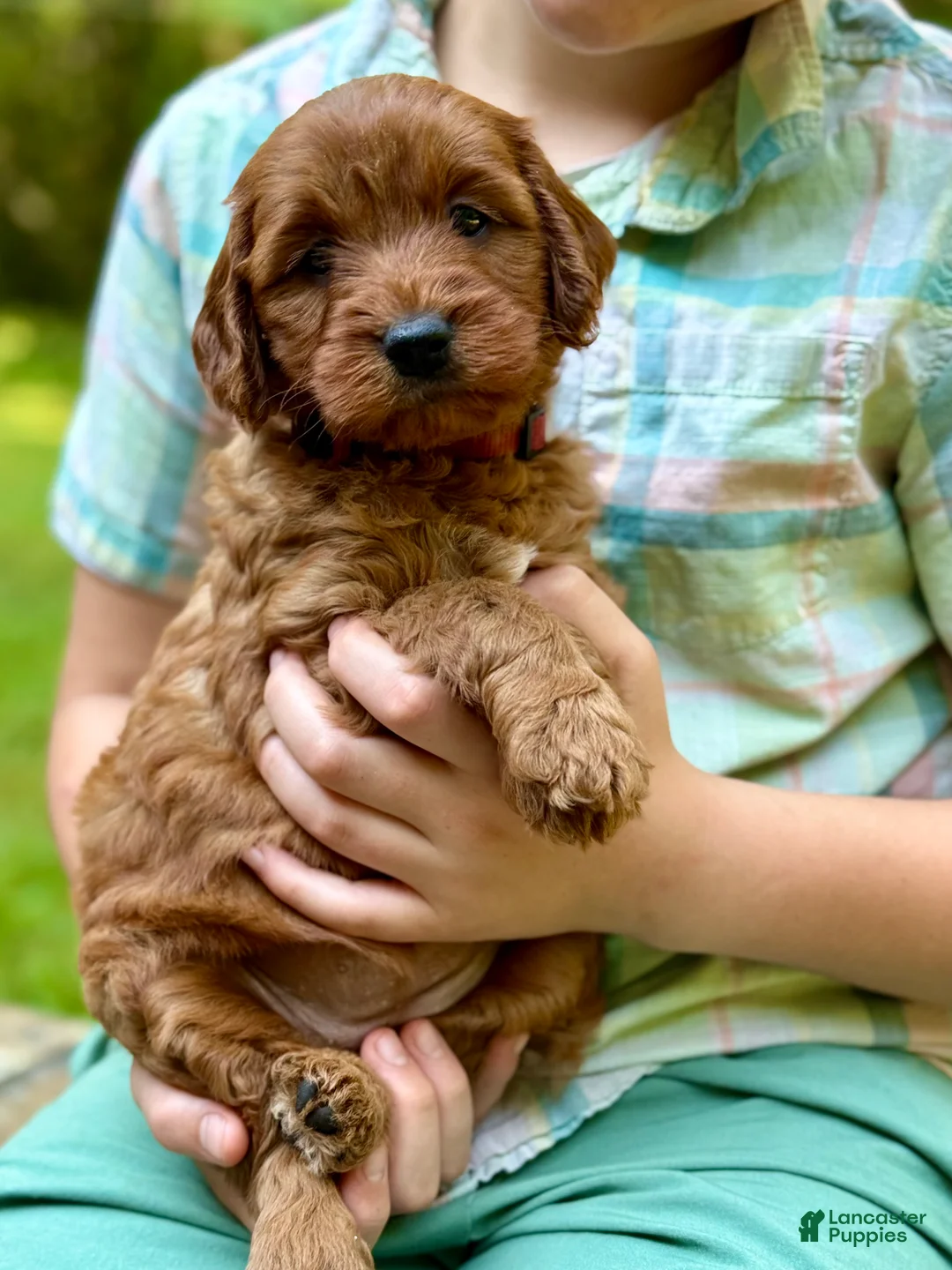 Mini Goldendoodle dogs for sale: Daisy - F1b mini girl - Ad 1