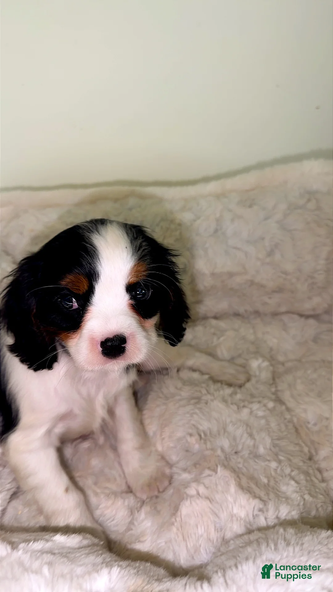 Cavalier King Charles Spaniel dogs for sale: Jellybean  - Ad 1