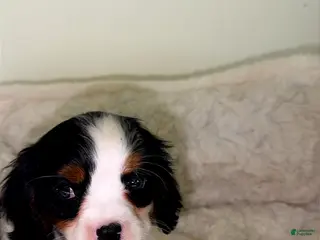 Cavalier King Charles Spaniel dogs Jellybean - Ad 4