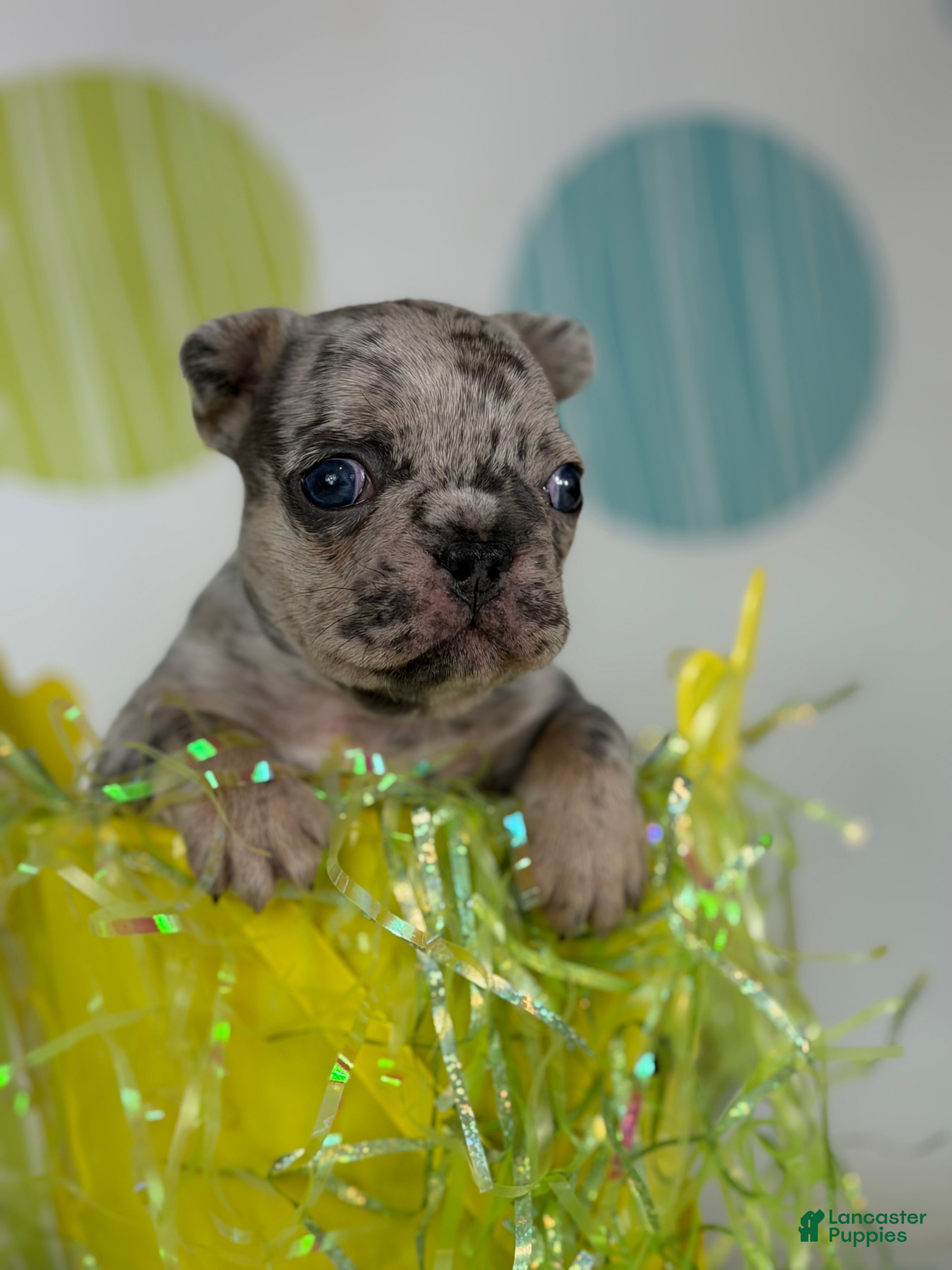 Mixed Breed dogs Zeus Merle and tan 88/12 ICA- DNA parents imported bloodline possible fluffy carrier  - Ad 2