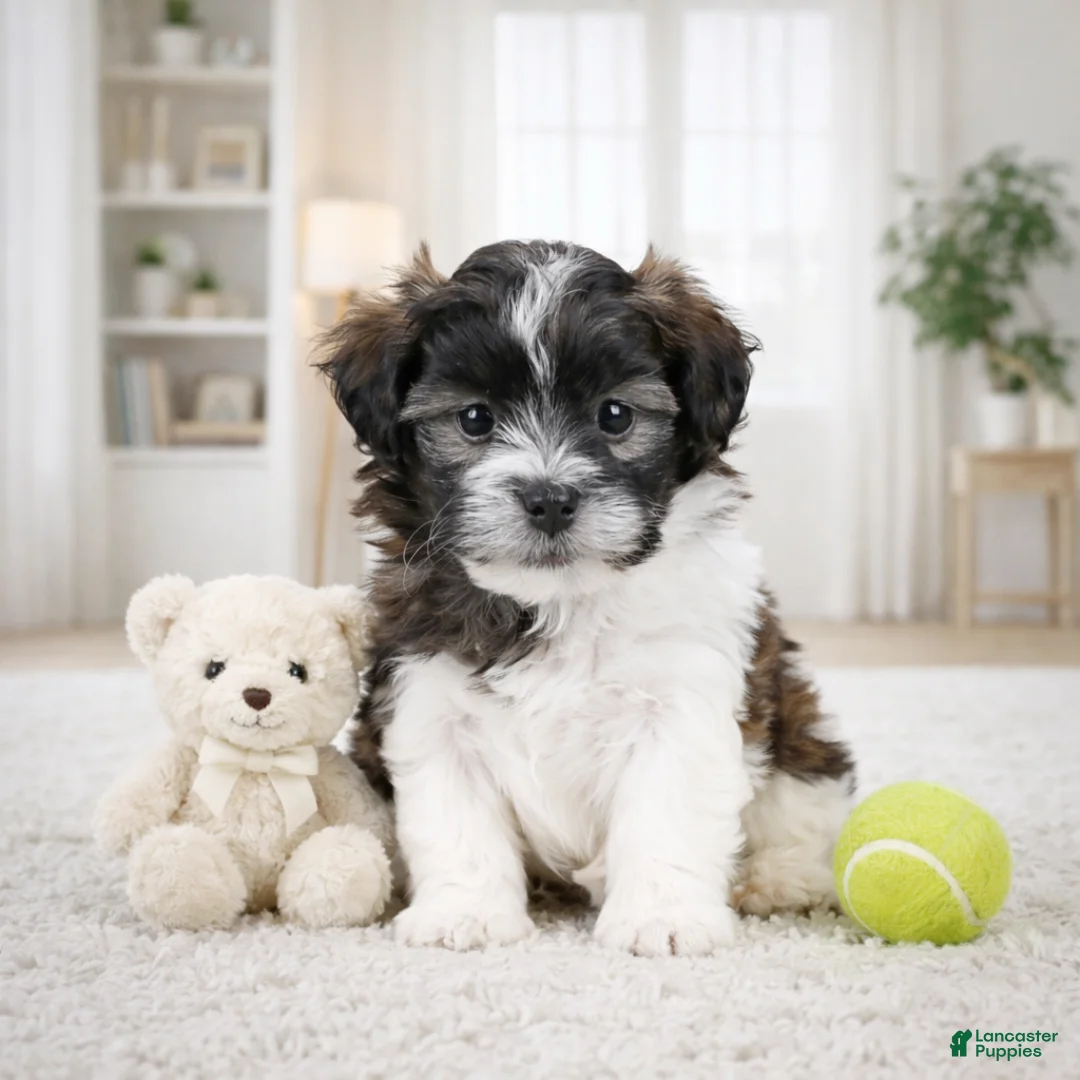 Maltipoo dogs for sale: Bently - Ad 1