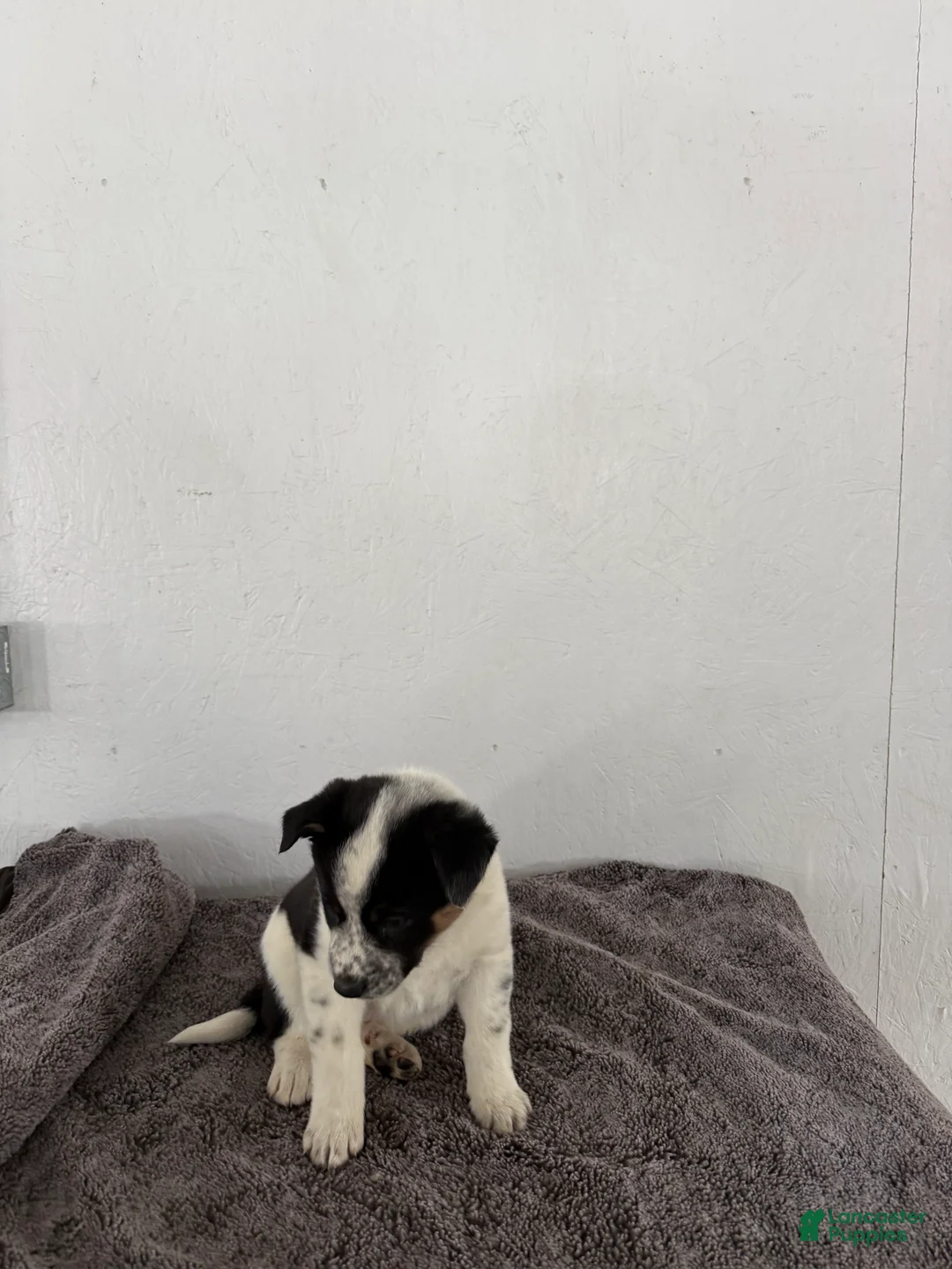 Mixed Breed dogs for sale: Oreo - Ad 10