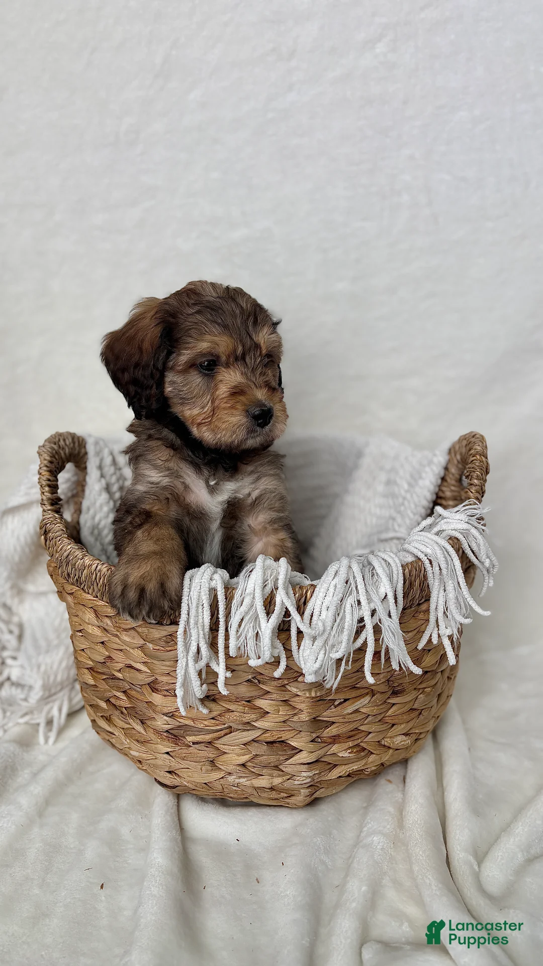 Bernedoodle dogs for sale: Sam - Ad 3