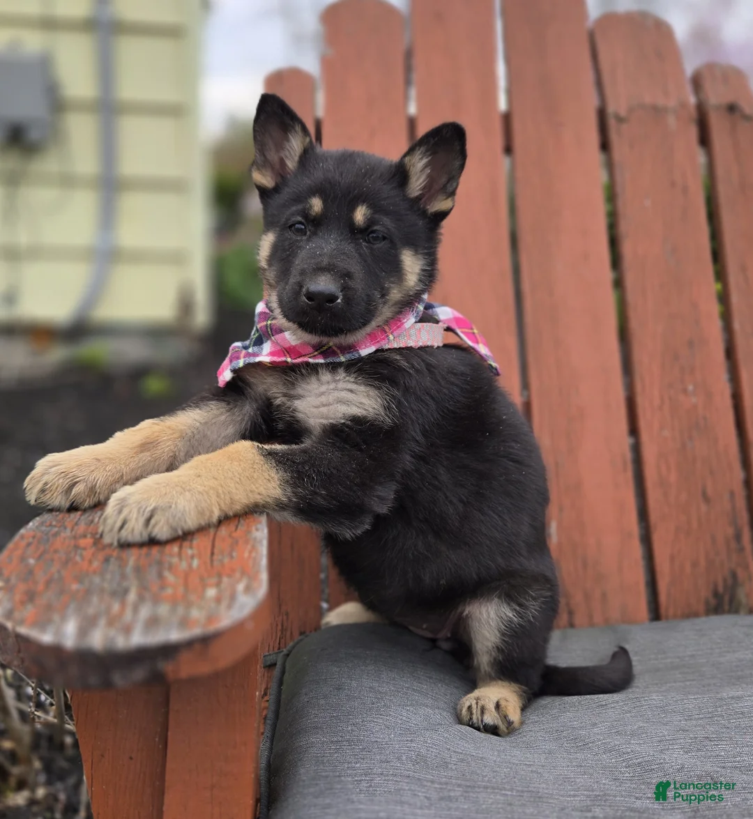 German Shepherd dogs for sale: Kelsey - Ad 6