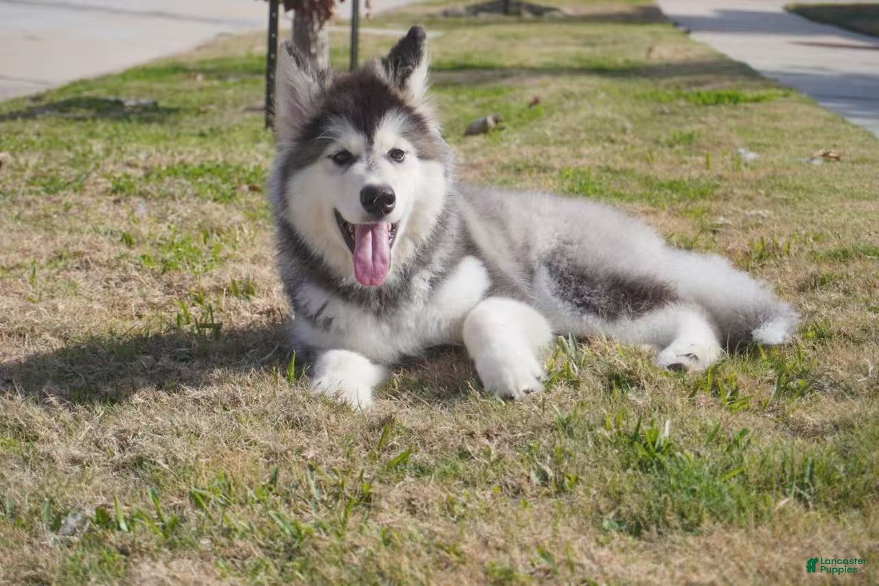 Alaskan Malamute dogs Dong Dong - Ad 6