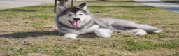 Alaskan Malamute dogs for sale: Dong Dong - Ad 1