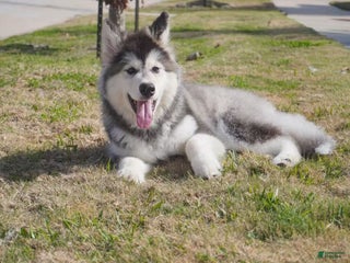 Alaskan Malamute dogs Dong Dong - Ad 6