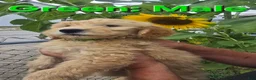 Goldendoodle dogs for sale: Goldendoodle Green - Ad 2