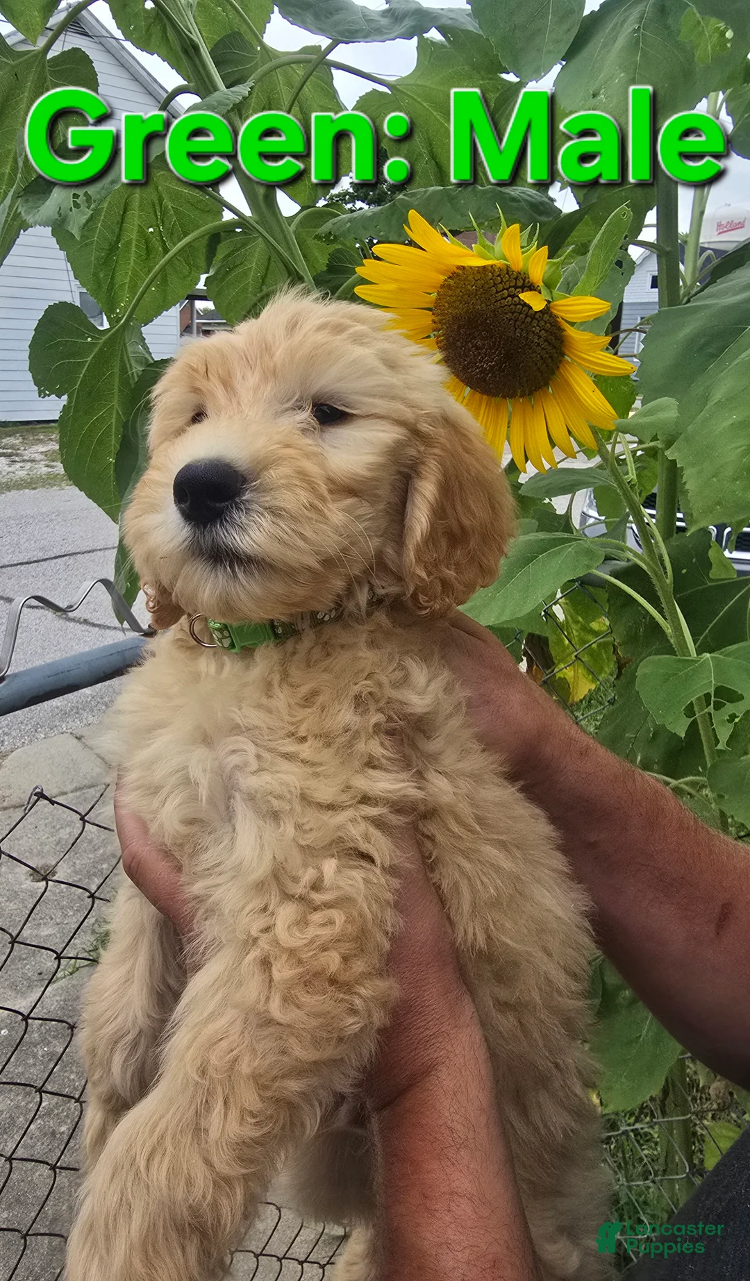 Goldendoodle dogs for sale: Goldendoodle Green - Ad 2