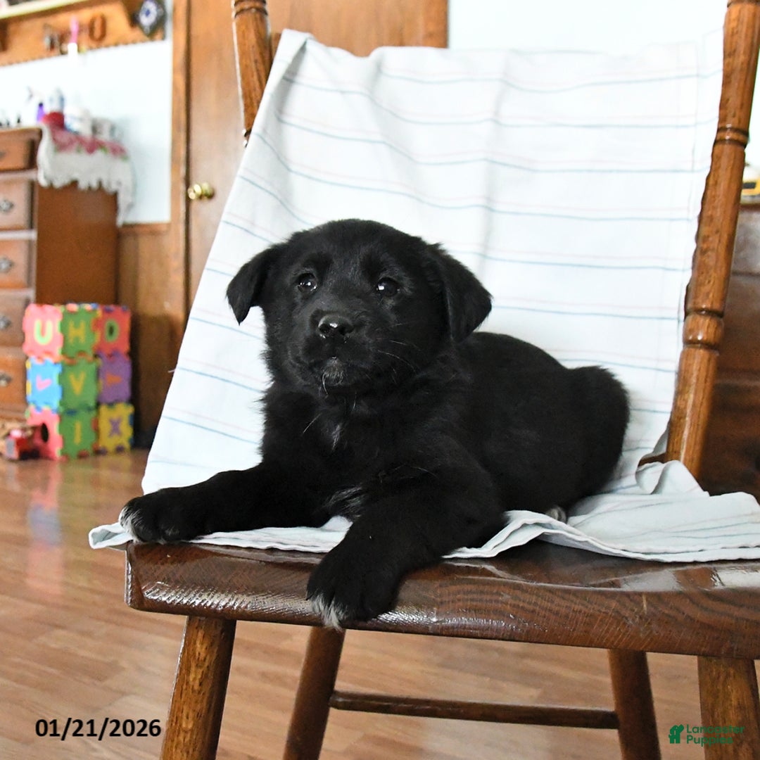 Mixed Breed dogs for sale: Trixie - Ad 2