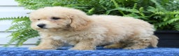 Bichpoo dogs for sale: Doogie - Ad 6
