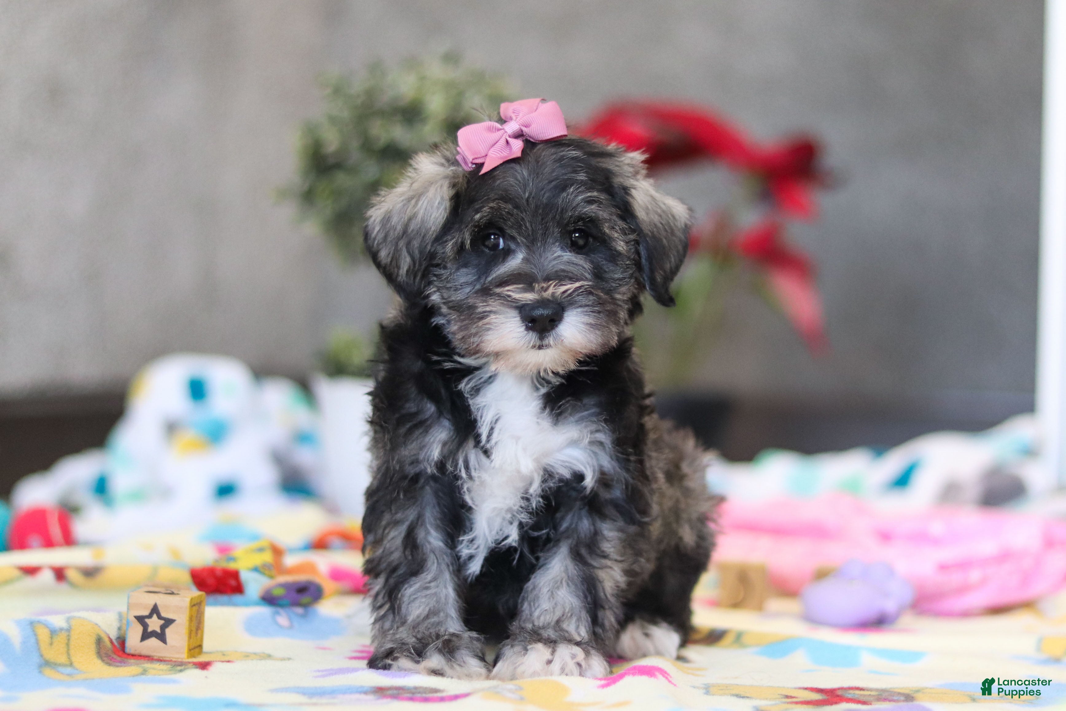 Miniature Schnauzer dogs Alice - Ad 8