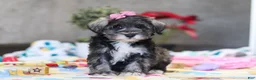 Miniature Schnauzer dogs for sale: Alice - Ad 1