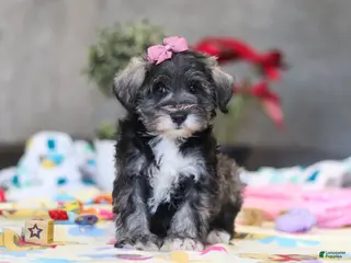 Miniature Schnauzer dogs Alice - Ad 8