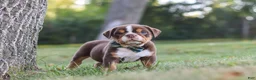 Beabull dogs for sale: Rocket - Ad 7
