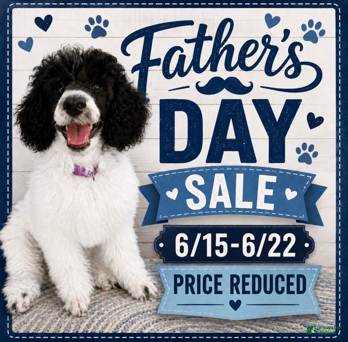 Miniature Poodle dogs Meadow - Ad 1