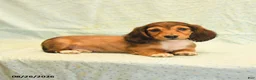 Dachshund dogs for sale: Lilac - Ad 3