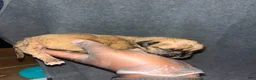 South African Boerboels dogs for sale: Bullet  - Ad 4