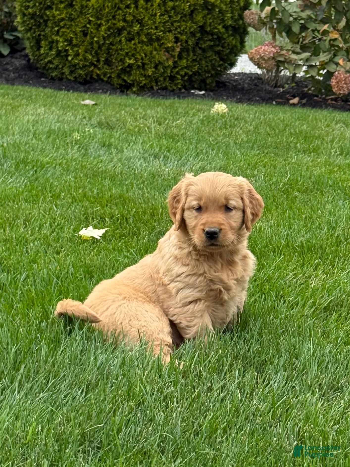 Golden Retriever dogs Paris - Ad 1