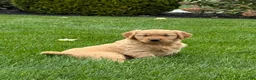Golden Retriever dogs for sale: Paris - Ad 1