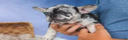 French Bulldog dogs for sale: 💗 Jovie - Ad 24