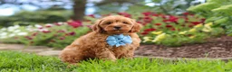 Cavapoo dogs for sale: Nash - Ad 3