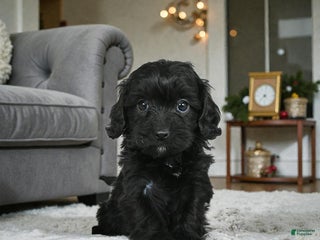 Cavapoo dogs ADDIE - Ad 7