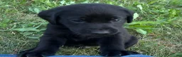 Labrador Retriever dogs for sale: Blue Collar Labrador Retriever Puppy 1 - Ad 7