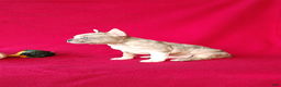 Frenchton dogs for sale: Reba - Ad 6