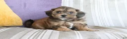Shihpoo dogs for sale: Sammy - Ad 4