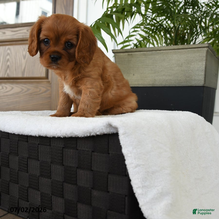 Cavalier King Charles Spaniel dogs Icon - Ad 2