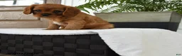 Cavalier King Charles Spaniel dogs for sale: Icon - Ad 2