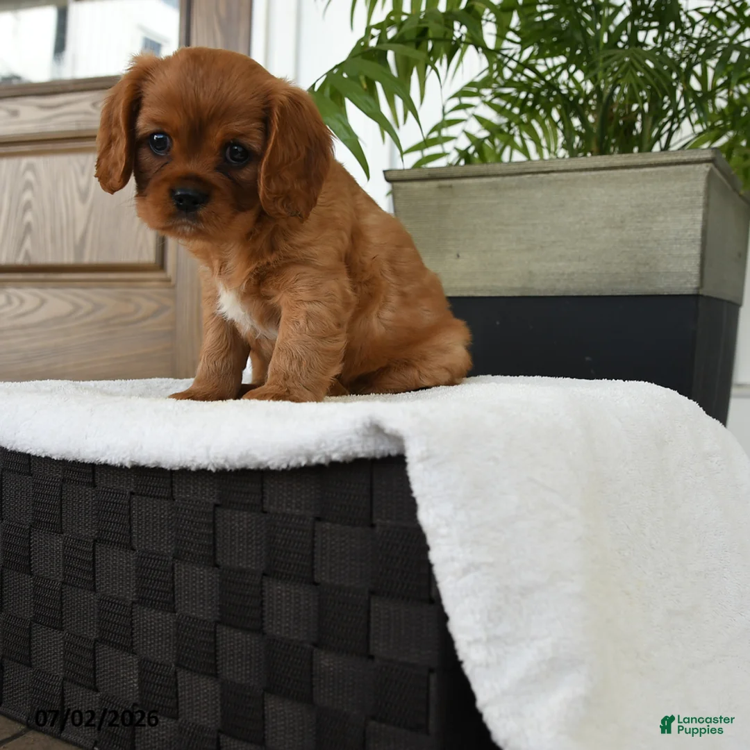 Cavalier King Charles Spaniel dogs for sale: Icon - Ad 2