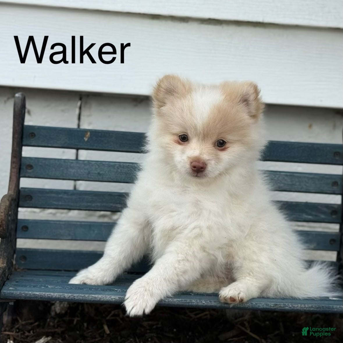 Pomeranian dogs Walker - Ad 1