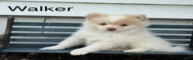 Walker
