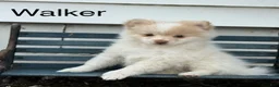 Pomeranian dogs for sale: Walker - Ad 1