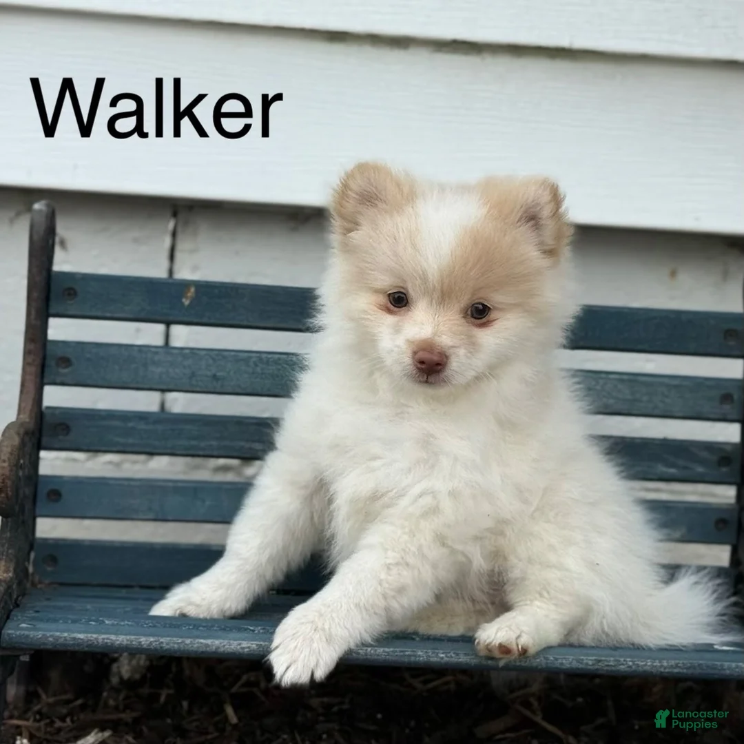 Pomeranian dogs for sale: Walker - Ad 1