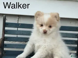 Pomeranian dogs for sale: Walker - Ad 3