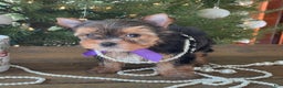 Mixed Breed dogs for sale: Lolita - Ad 5