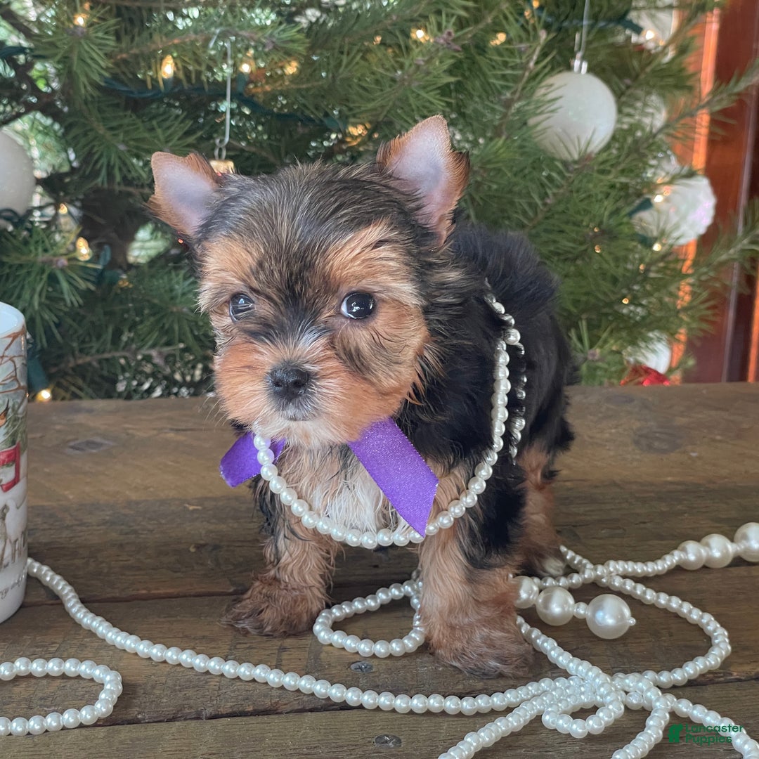 Mixed Breed dogs for sale: Lolita - Ad 5