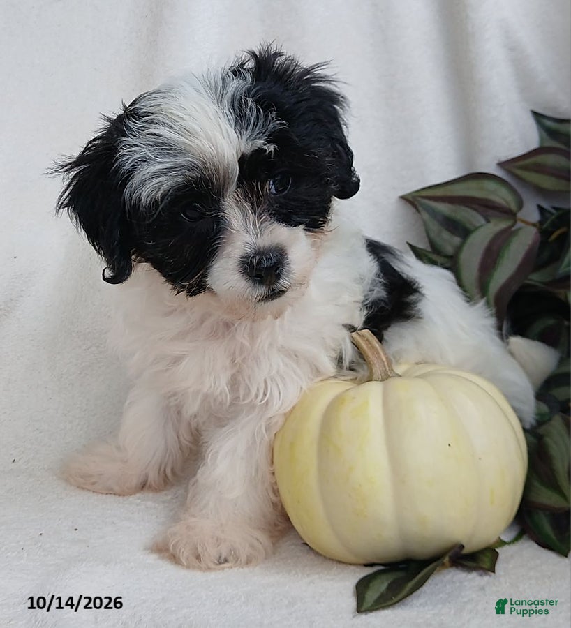 Teddy Bear dogs Kyla - Ad 2