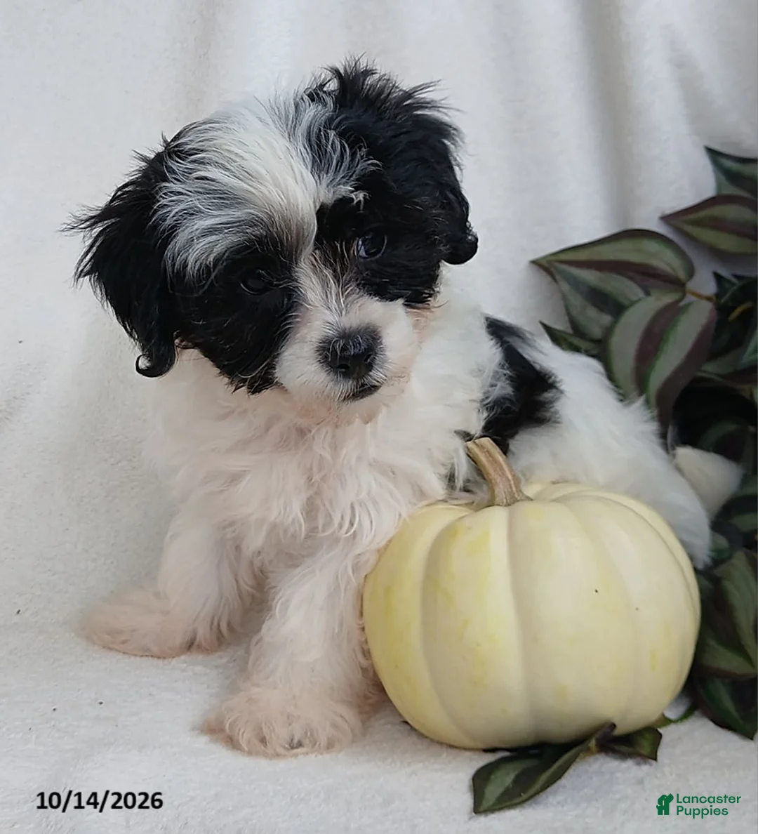 Teddy Bear dogs for sale: Kyla - Ad 2
