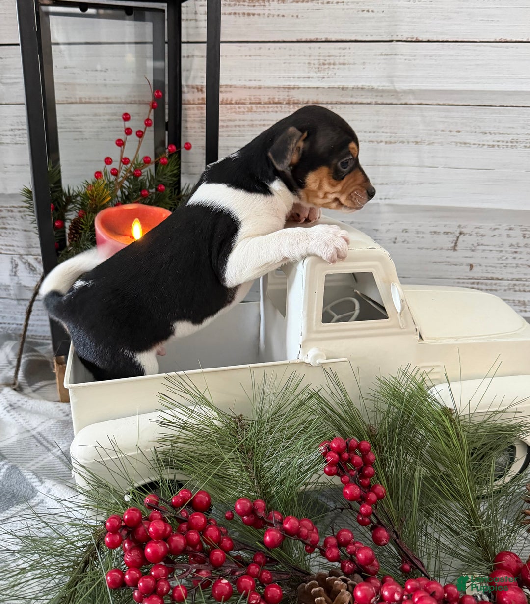 Toy Fox Terrier dogs for sale: Tucker - Ad 2